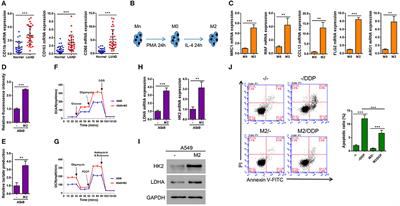 Exosomes Derived From Macrophages Enhance Aerobic Glycolysis and Chemoresistance in Lung Cancer by Stabilizing c-Myc via the Inhibition of NEDD4L